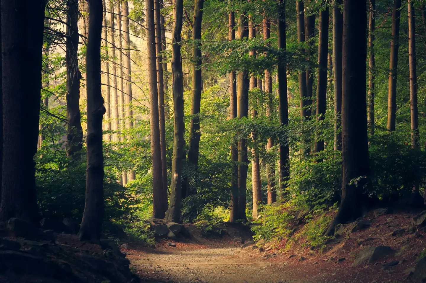 A calm forest path