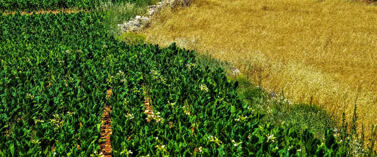 Lush green landscape